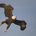 Bird Photos