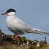 Bird Photos