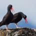Bird Photos