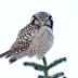 Bird Photos