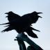 Bird Photos