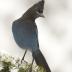 Bird Photos
