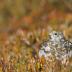 Bird Photos