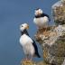 Bird Photos