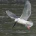 Bird Photos