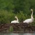 Bird Photos