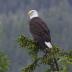 Bird Photos