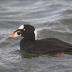 Bird Photos