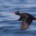 Bird Photos