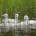 Bird Photos