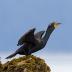 Bird Photos