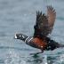 Bird Photos