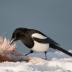 Bird Photos