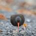 Bird Photos