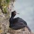 Bird Photos