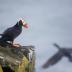 Bird Photos