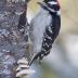 Bird Photos