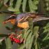 Bird Photos