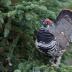 Bird Photos