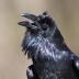 Bird Photos