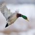 Bird Photos