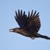 Bird Photos