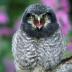 Bird Photos