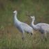 Bird Photos