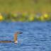 Bird Photos