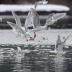 Bird Photos