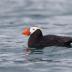Bird Photos