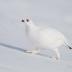 Bird Photos