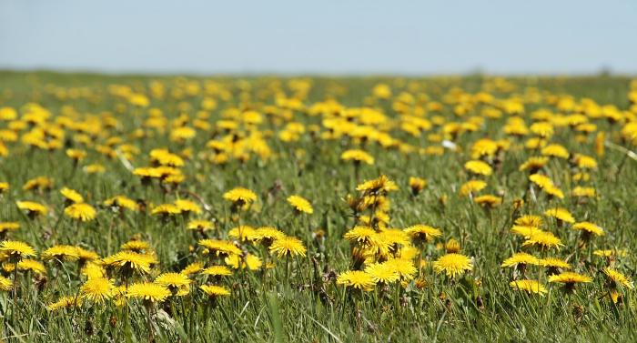 dandelion-ge5608e680_1280.jpg