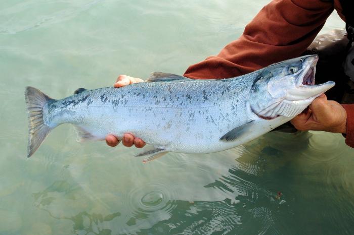 sockeye-g77cedeff7_1280.jpg