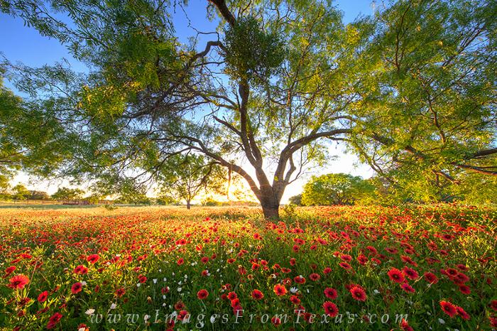 Texas-Reds---Wildflowers-at-Sunset-2.jpg