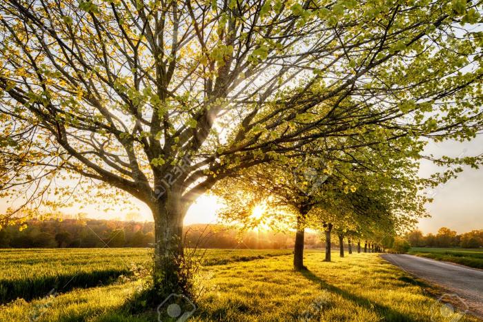 78283154-beautiful-sunset-through-a-row-of-spring-trees-next-to-a-quiet-rural-road-in-norfolk-england.jpg