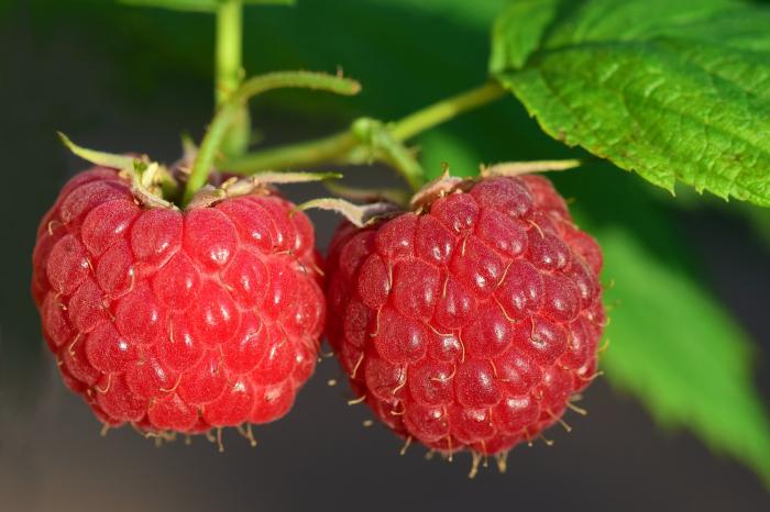 raspberries-g4d5f57c3f_1280.jpg