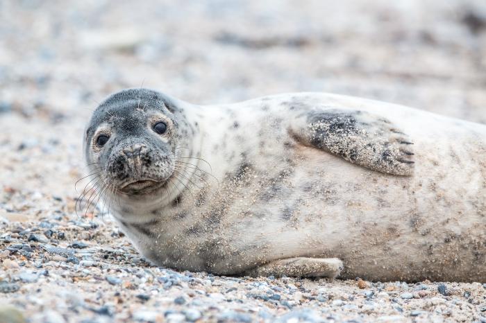 grey-seal-gb5f182ee4_1280.jpg