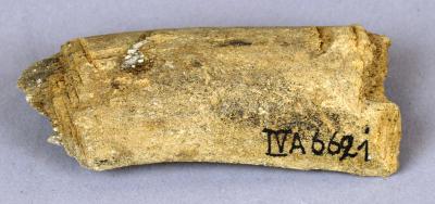 Bone utensil (fragment)