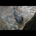 An American Dipper Story