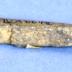 Bone arrowhead