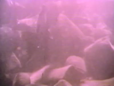 The Great Age of Salmon and the PAF VHS