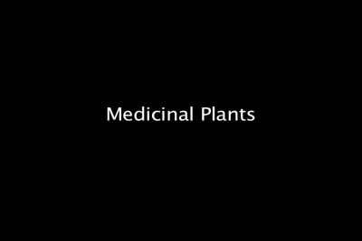 CM0229 Medicinal Plants Unedited Cut - Sony Tape 6-7.m4v