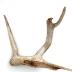 Caribou Antler