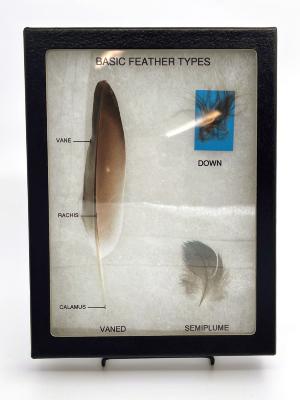 Basic Feather Type Shadow Box