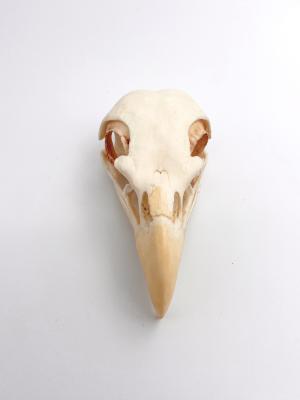 Eagle%20Skull%201.jpg