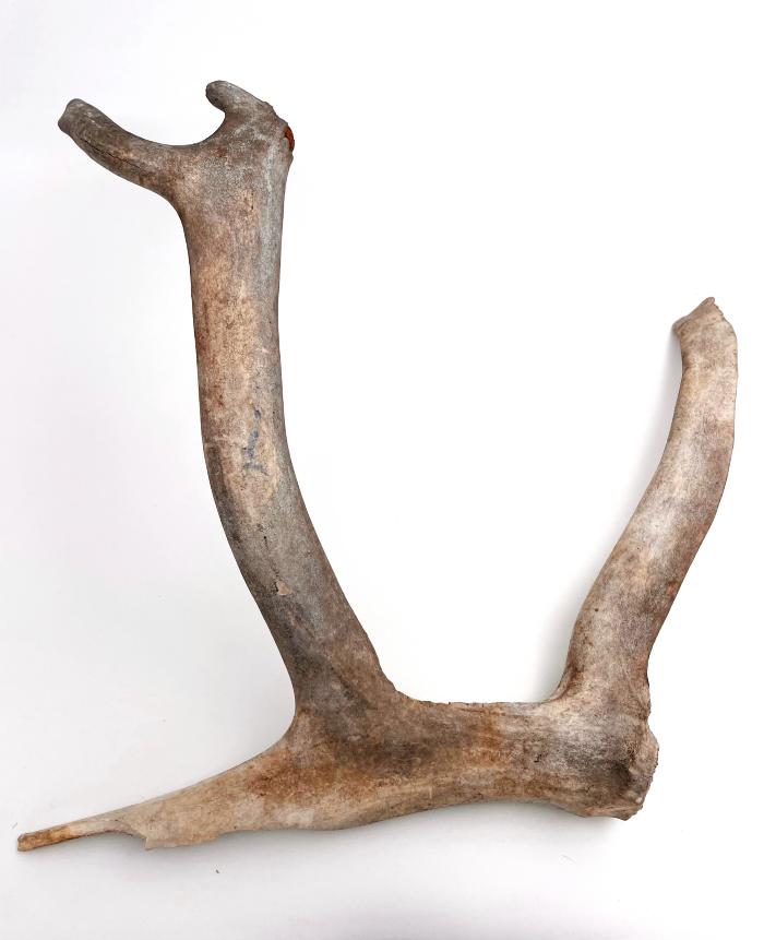 Caribou Antler