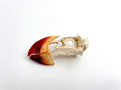 Puffin%20Skull%201.jpg