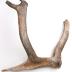 Caribou Antler