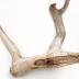 Caribou Antler